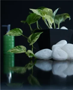 potted-green-plant-and-smooth-white-stones